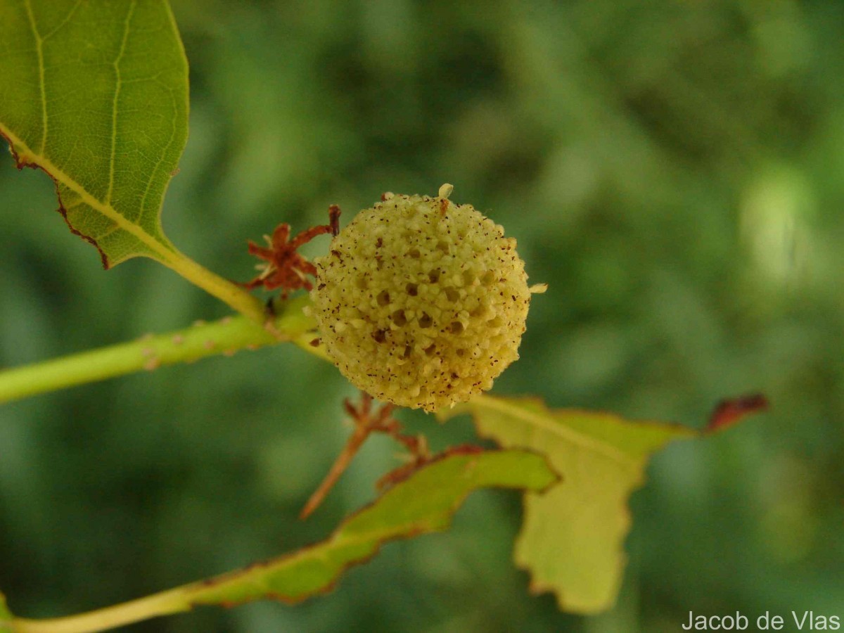 Mitragyna parvifolia (Roxb.) Korth.